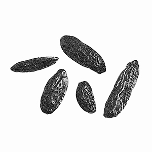 trinidad tonka bean